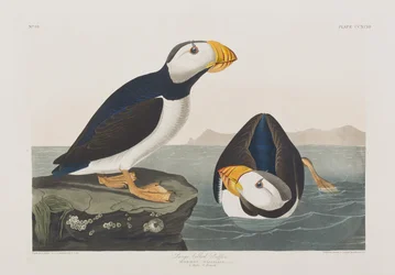 Kuvitus elokuvasta "Birds of America"