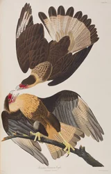 Kuvitus elokuvasta "Birds of America"
