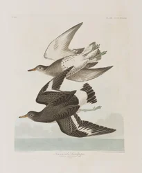 Kuvitus elokuvasta "Birds of America"