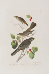 Kuvitus elokuvasta "Birds of America"