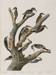 Kuvitus elokuvasta "Birds of America"