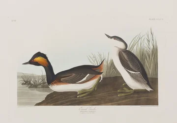 Kuvitus elokuvasta "Birds of America"