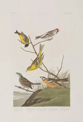 Kuvitus elokuvasta "Birds of America"