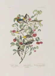 Kuvitus elokuvasta "Birds of America"