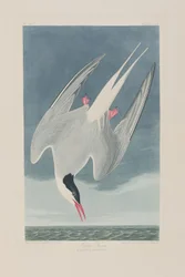 Kuvitus elokuvasta "Birds of America"