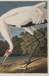 Kuvitus elokuvasta "Birds of America"