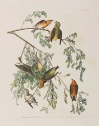 Kuvitus elokuvasta "Birds of America"