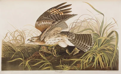 Kuvitus elokuvasta "Birds of America"
