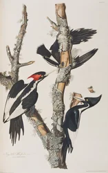 Kuvitus elokuvasta "Birds of America"