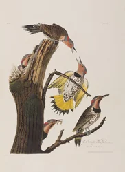 Kuvitus elokuvasta "Birds of America"