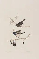 Kuvitus elokuvasta "Birds of America"