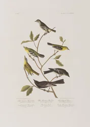 Kuvitus elokuvasta "Birds of America"