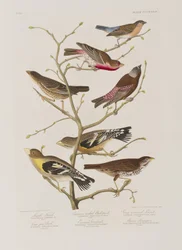 Kuvitus elokuvasta "Birds of America"