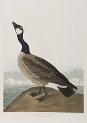 Il·lustració de 