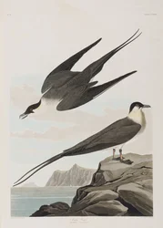 Kuvitus elokuvasta "Birds of America"