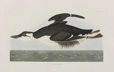 Kuvitus elokuvasta "Birds of America"