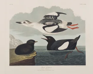 Kuvitus elokuvasta "Birds of America"