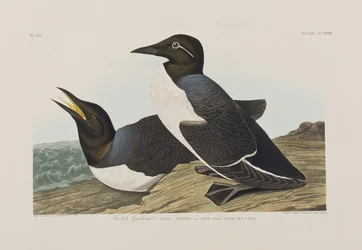 Kuvitus elokuvasta "Birds of America"