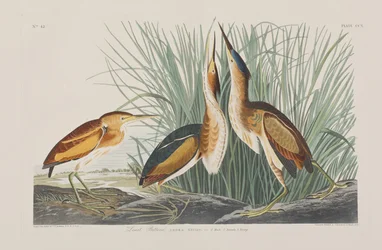 Kuvitus elokuvasta "Birds of America"