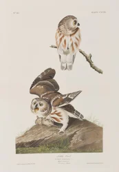 Kuvitus elokuvasta "Birds of America"