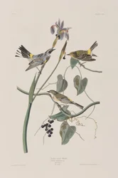 Kuvitus elokuvasta "Birds of America"