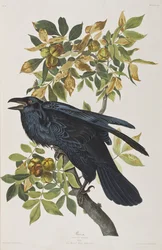 Kuvitus elokuvasta "Birds of America"