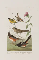 Kuvitus elokuvasta "Birds of America"