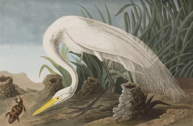 Kuvitus elokuvasta "Birds of America"