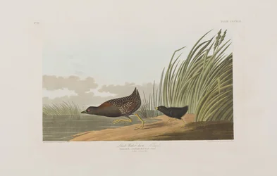 Kuvitus elokuvasta "Birds of America"