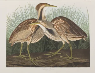 Kuvitus elokuvasta "Birds of America"