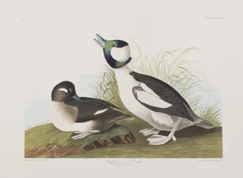 Kuvitus elokuvasta "Birds of America"