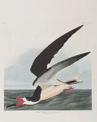 Kuvitus elokuvasta "Birds of America"