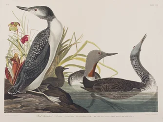 Kuvitus elokuvasta "Birds of America"