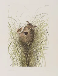 Kuvitus elokuvasta "Birds of America"