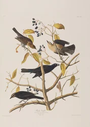 Kuvitus elokuvasta "Birds of America"
