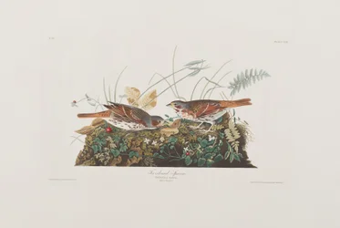 Kuvitus elokuvasta "Birds of America"