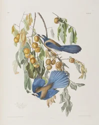 Kuvitus elokuvasta "Birds of America"
