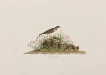 Kuvitus elokuvasta "Birds of America"