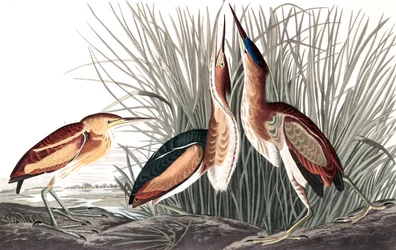 Least Bittern, Ixobrychus Exilis, John J. Audubonin "The Birds of America" -julkaisusta, pub. 1827-38 (ja värillinen kaiverrus)