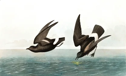 Least Stormy Petrel, Thalassidroma Pelagica, John J. Audubonin "The Birds of America" -julkaisusta, pub. 1827-38