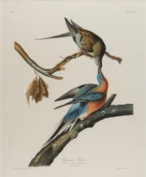 Matkustajakyyhkynen, 1827-1838 (wc paperilla)