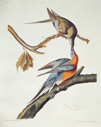 Passenger Pigeon, "Birds of America"