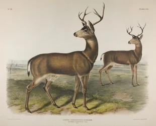 Kuvalaatta 106. Cervus Richardsonii, Aud & Bach. Kolumbianmustahäntäpeura, 1848