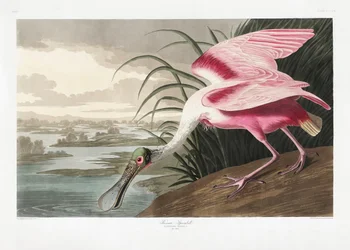 Ruusukapustahaikara teoksesta *Birds of America* (1827)