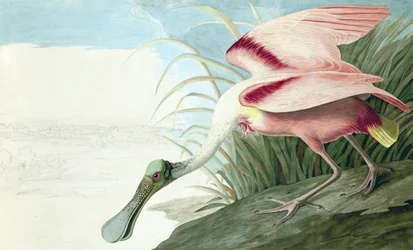 Roseate Spoonbill, Platalea Ajaja, John J. Audubonin "The Birds of America" -julkaisusta, pub. 1827-38