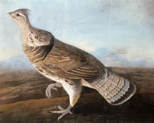 Ruffed Goose, n. 1812 (pastelli paperille)