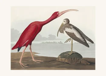 Scarlet-ibis teoksesta *Birds of America* (1827)