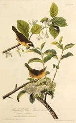 Marylandin keltakurkku. Teoksesta The Birds of America, 1827-1838.