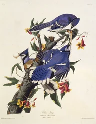 Sininen jay. Teoksesta The Birds of America, 1827-1838.