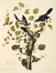 Viherpää huutaa. Teoksesta The Birds of America, 1827-1838.
